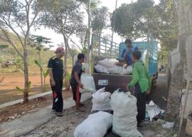 PETANI MENGELUH PANEN KETELA/SINGKONG MENGALAMI PENURUNAN 